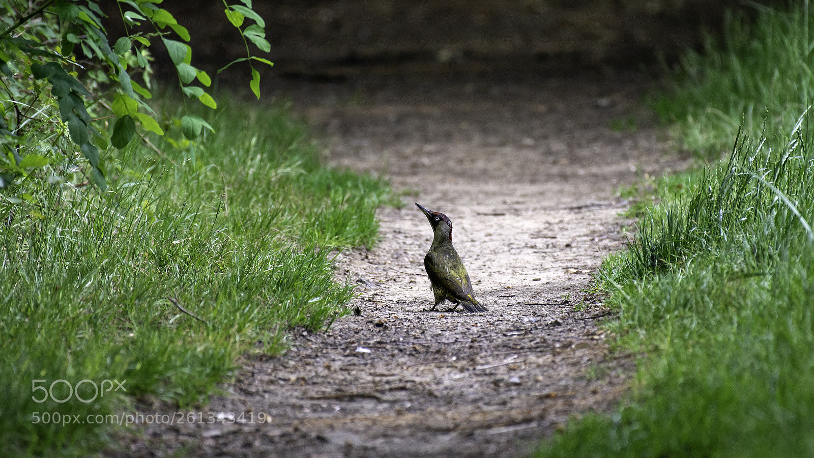 Nikon D500 sample photo. Groene specht photography