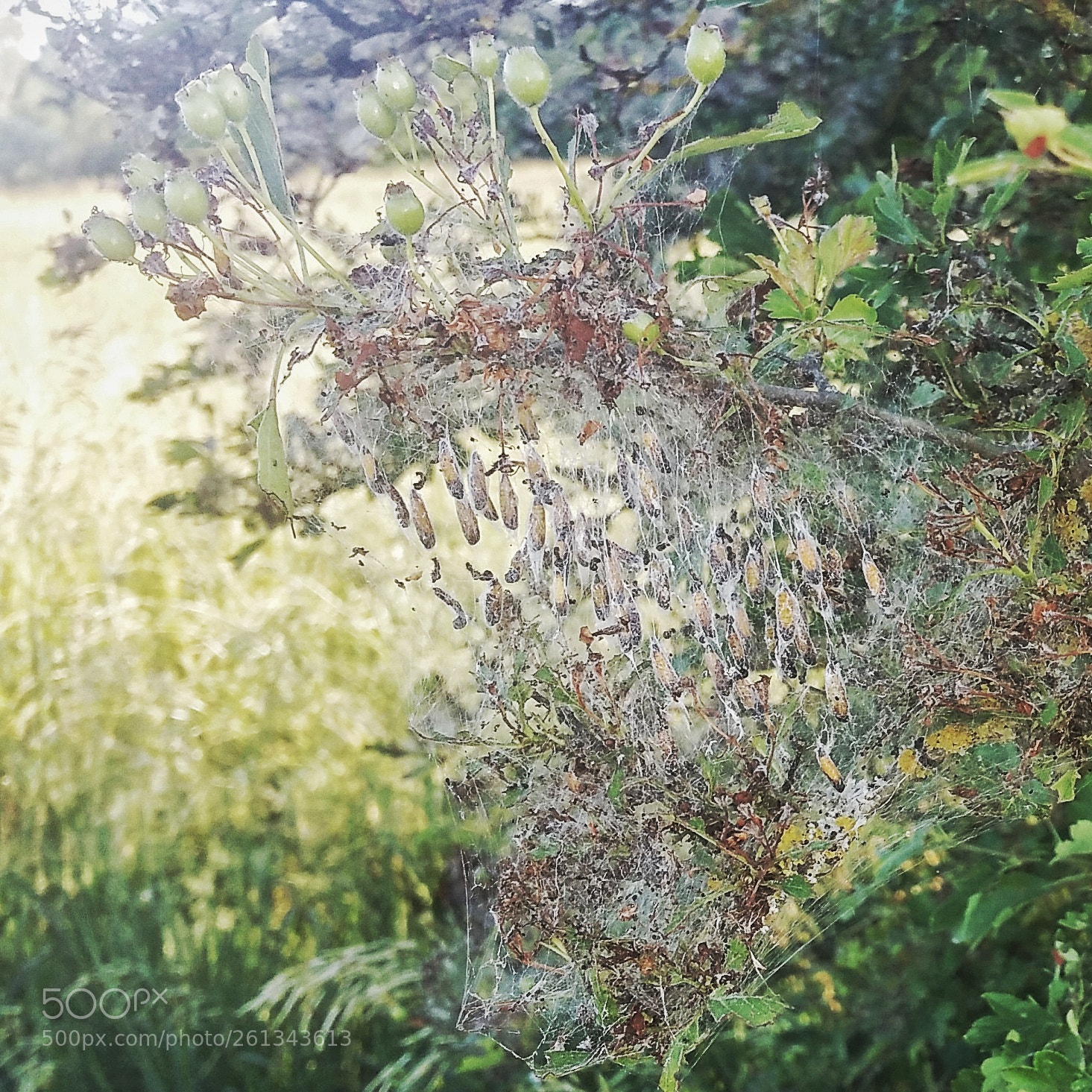 Samsung Galaxy Note4 sample photo. Keine nachwuchssorgen photography
