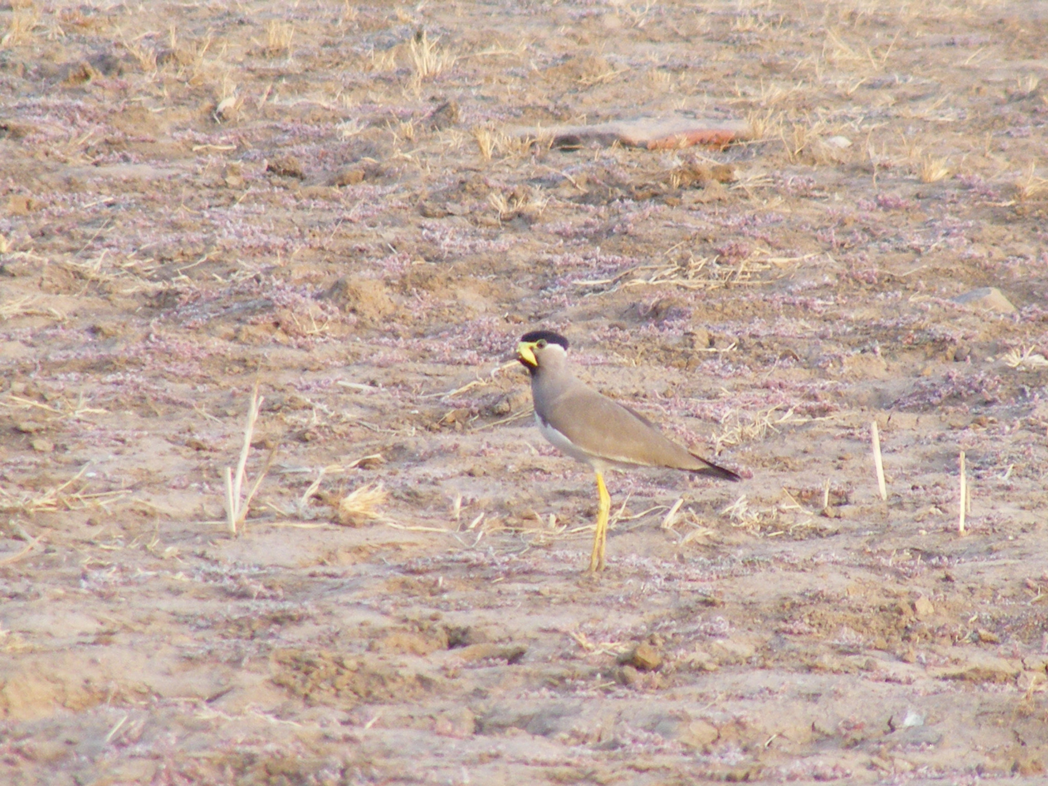 Fujifilm FinePix S5700 S700 sample photo. Yellow wattled lapwing photography