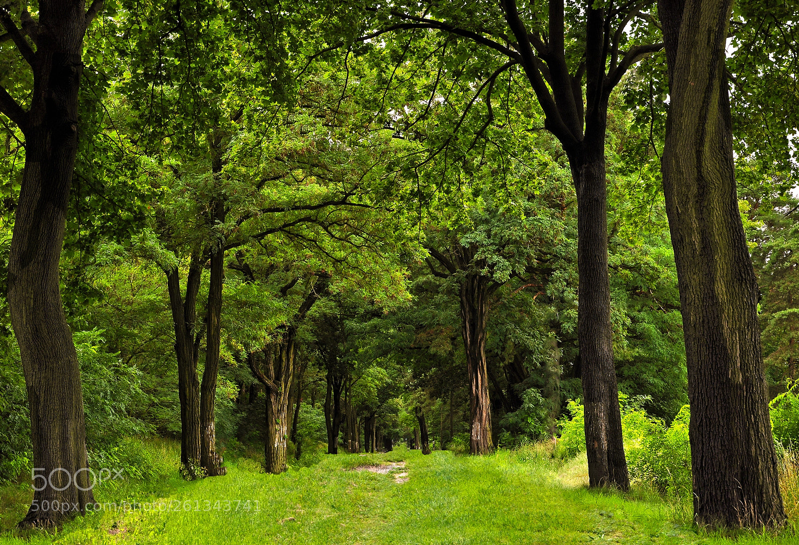 Nikon D90 sample photo. Spring in the forest photography