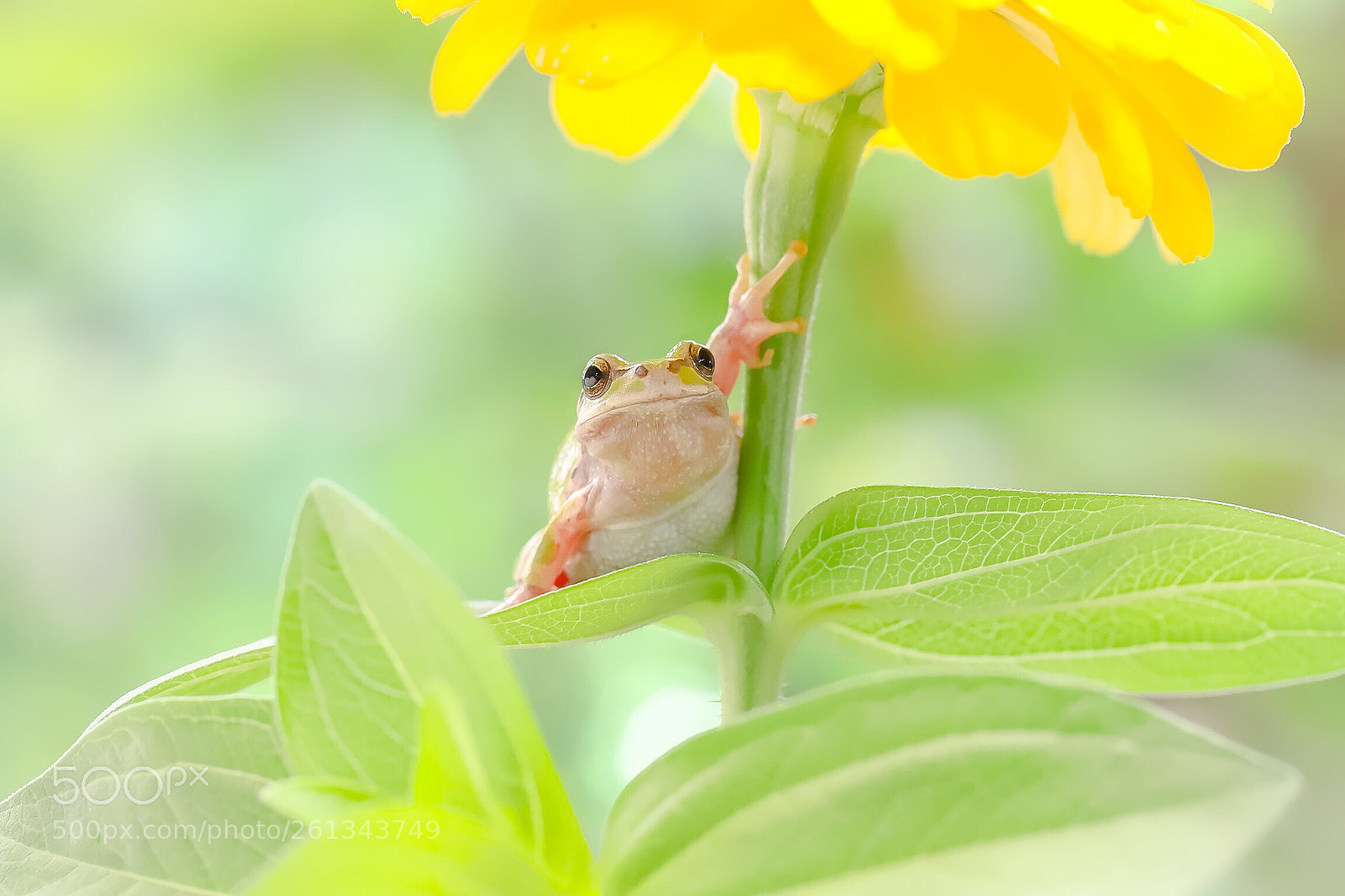 Canon EOS 6D Mark II sample photo. Let's share this umbrella photography