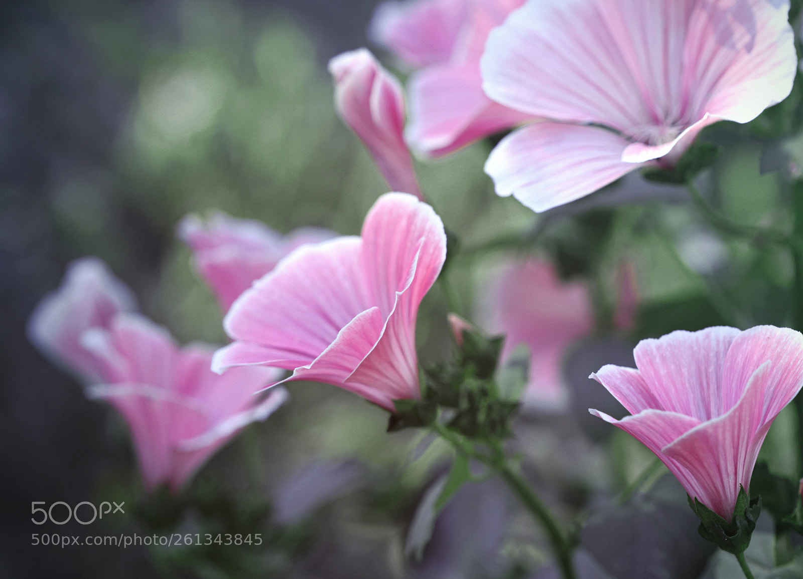 Canon EOS 600D (Rebel EOS T3i / EOS Kiss X5) sample photo. Time for flowering photography