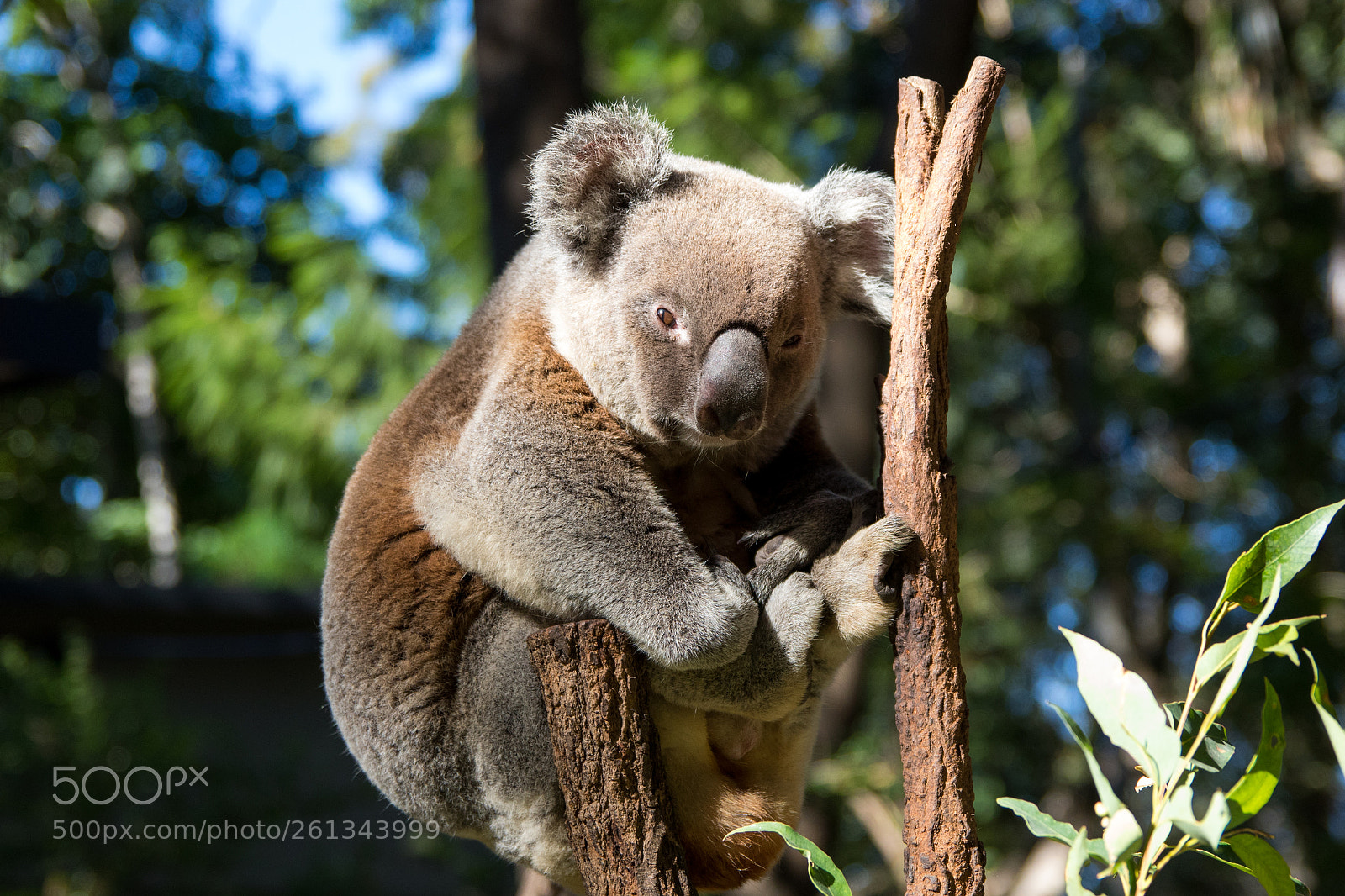 Canon EOS 7D Mark II sample photo. Koala on the tree photography