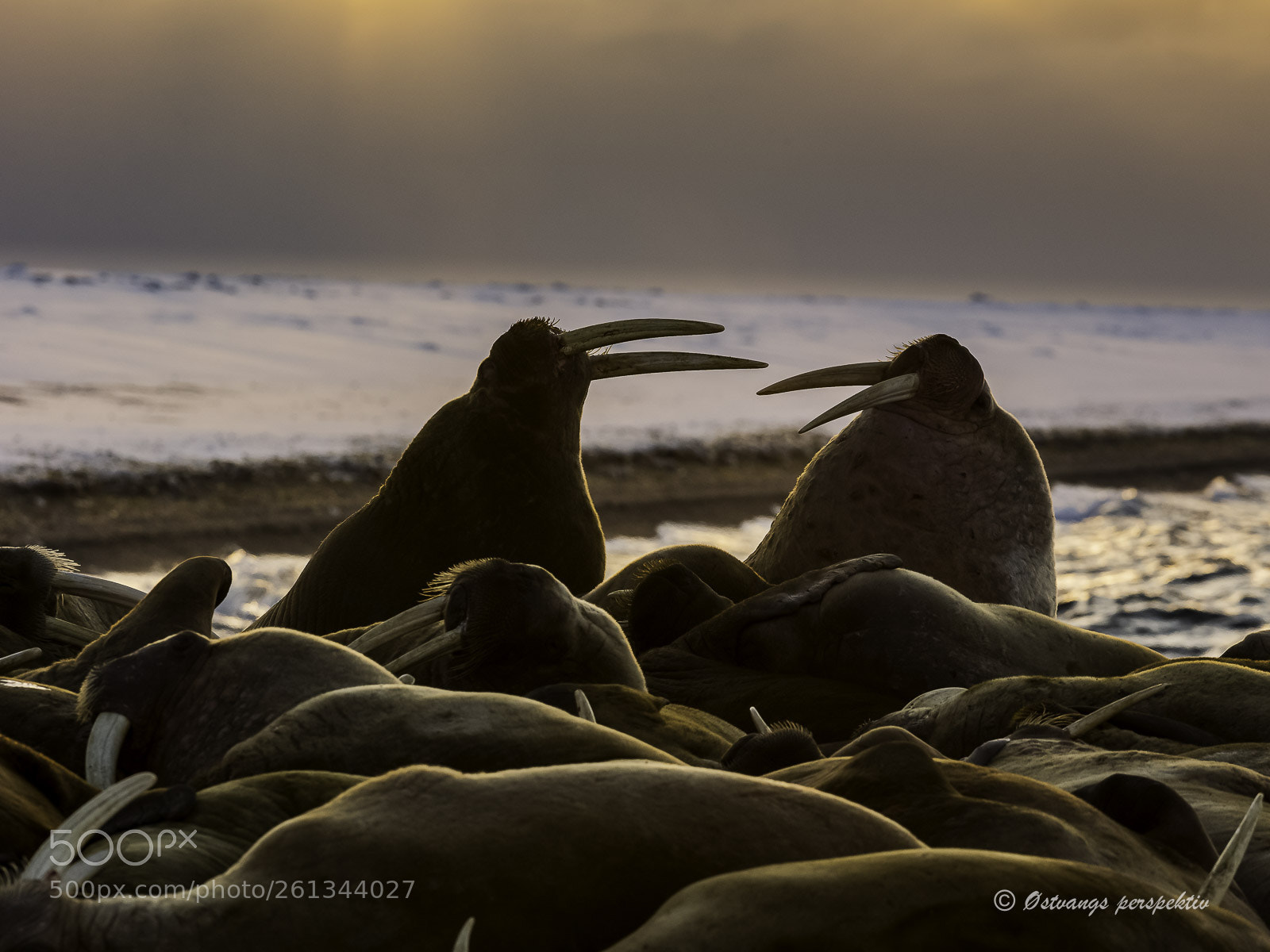 Canon EOS-1D X sample photo. Artic wildlife_walrus-fight_ moffen photography