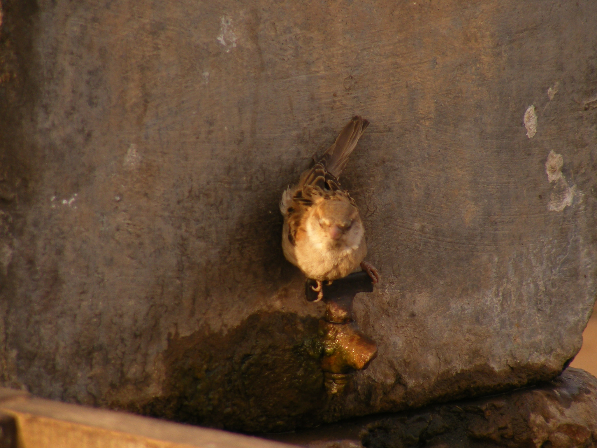 Fujifilm FinePix S5700 S700 sample photo. Common sparrow drinking water photography