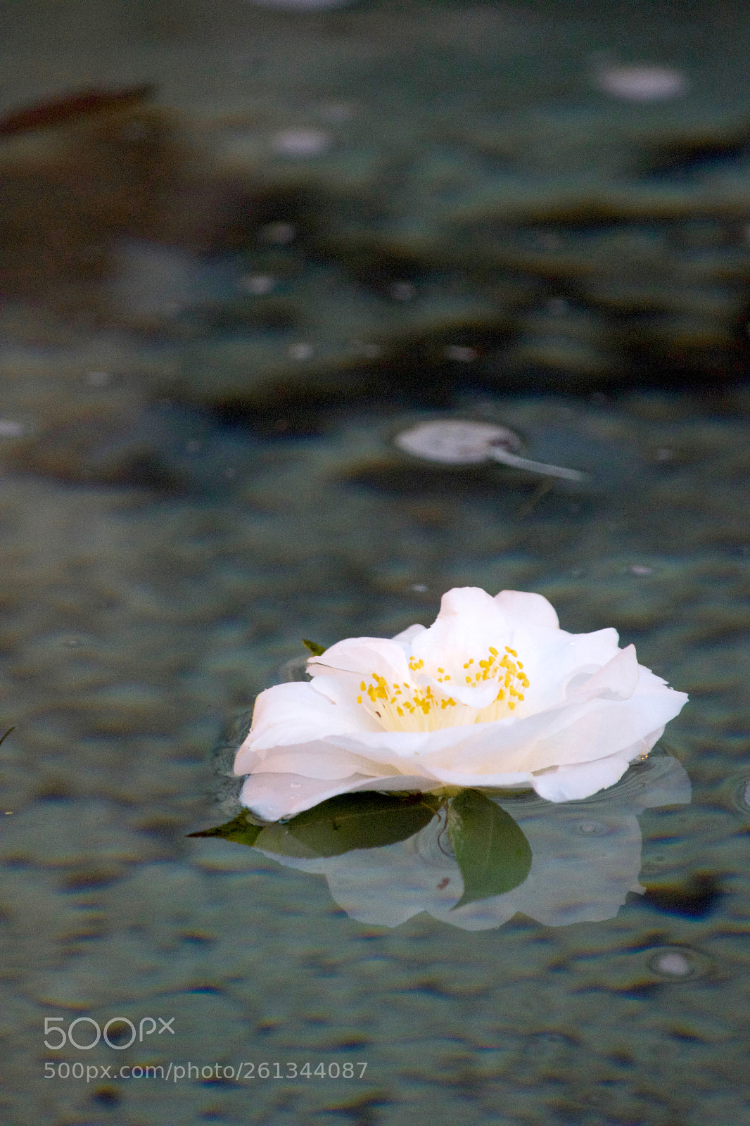 Nikon D3300 sample photo. Fountain flower photography