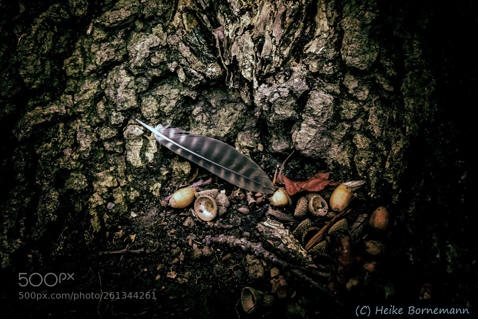 Nikon D5200 sample photo. Stillleben im wald photography