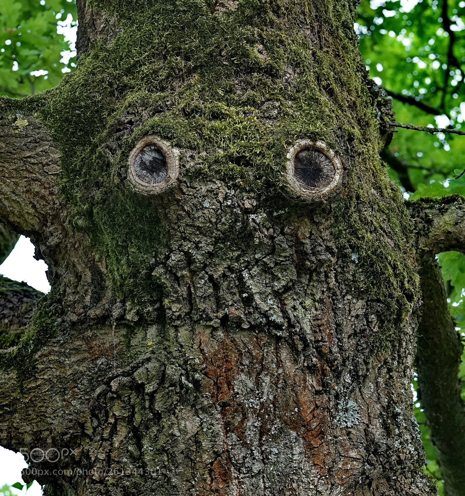 Sony a7 sample photo. Wooden face photography