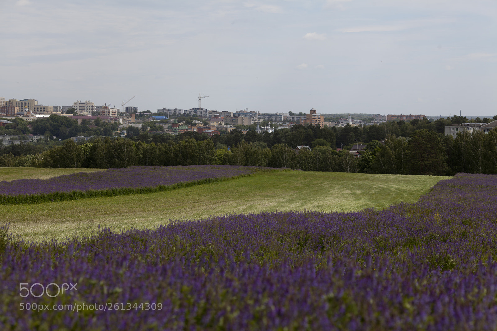 Canon EOS 5D Mark II sample photo. #strip photography