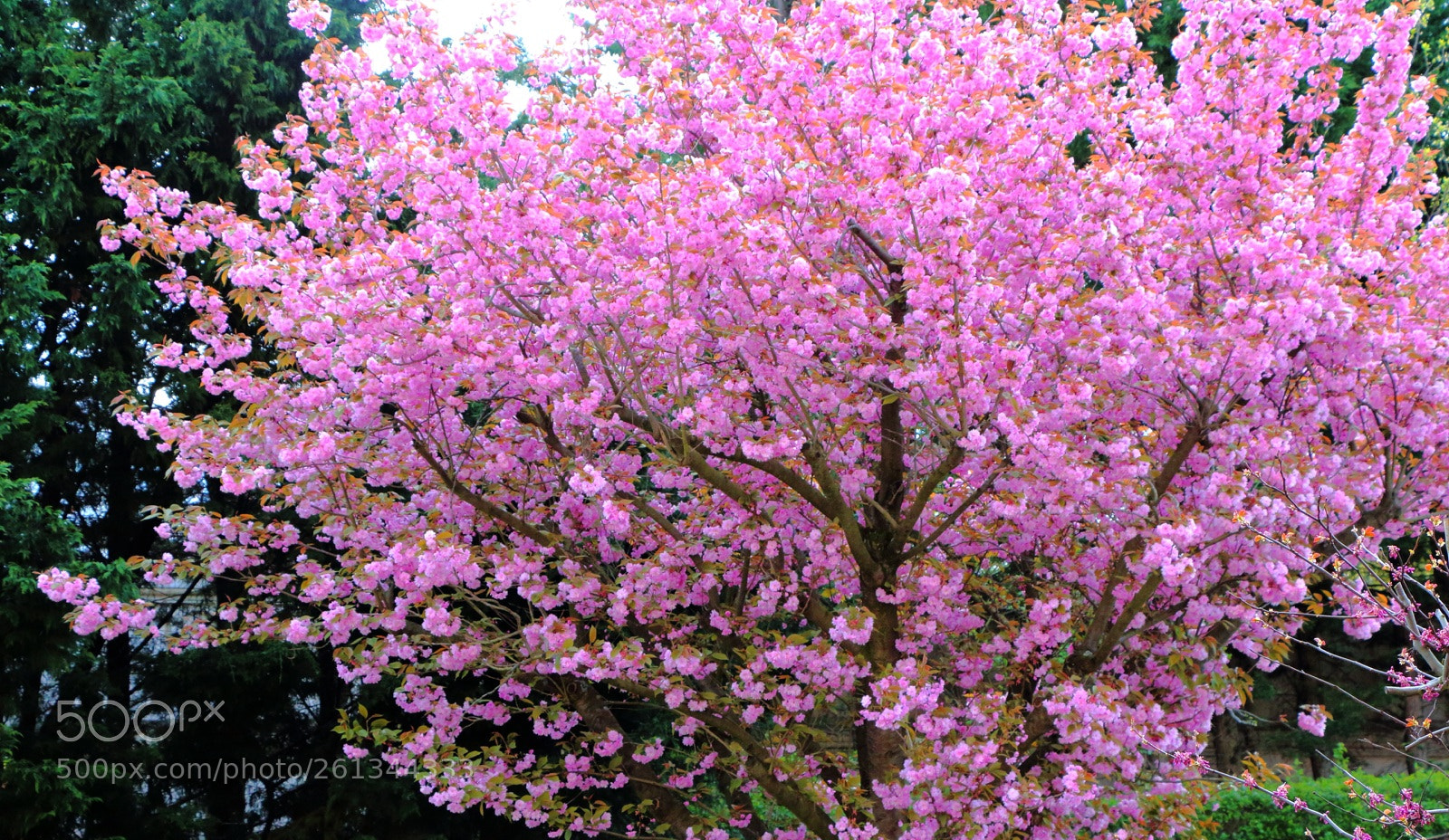 Canon EOS 700D (EOS Rebel T5i / EOS Kiss X7i) sample photo. Pink tree photography