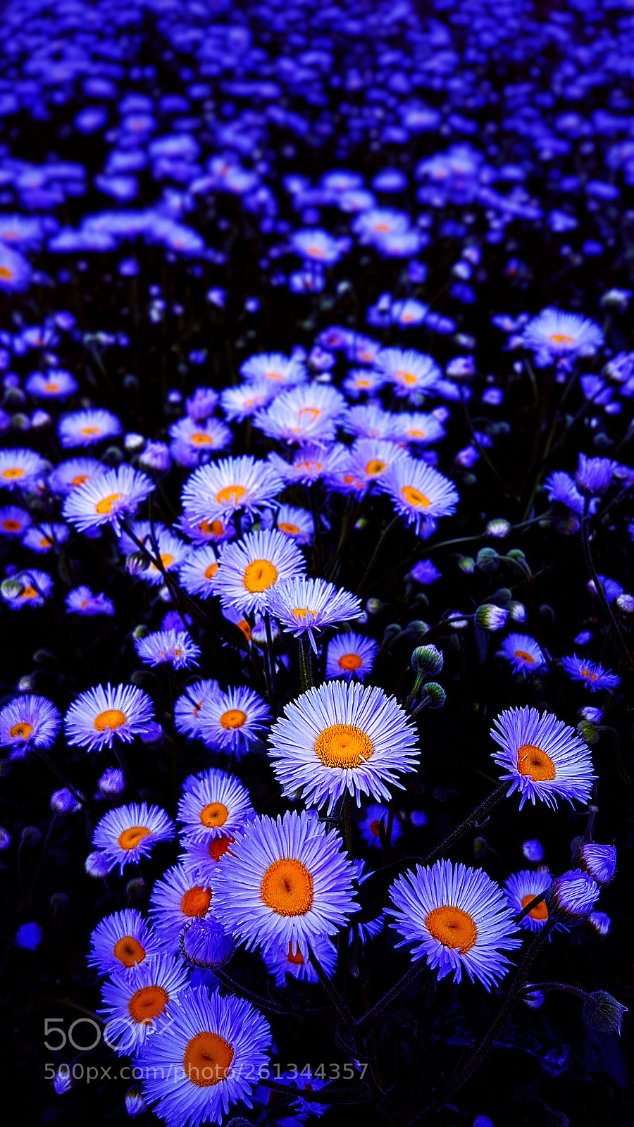 Samsung Galaxy S7 sample photo. Ultraviolet photography