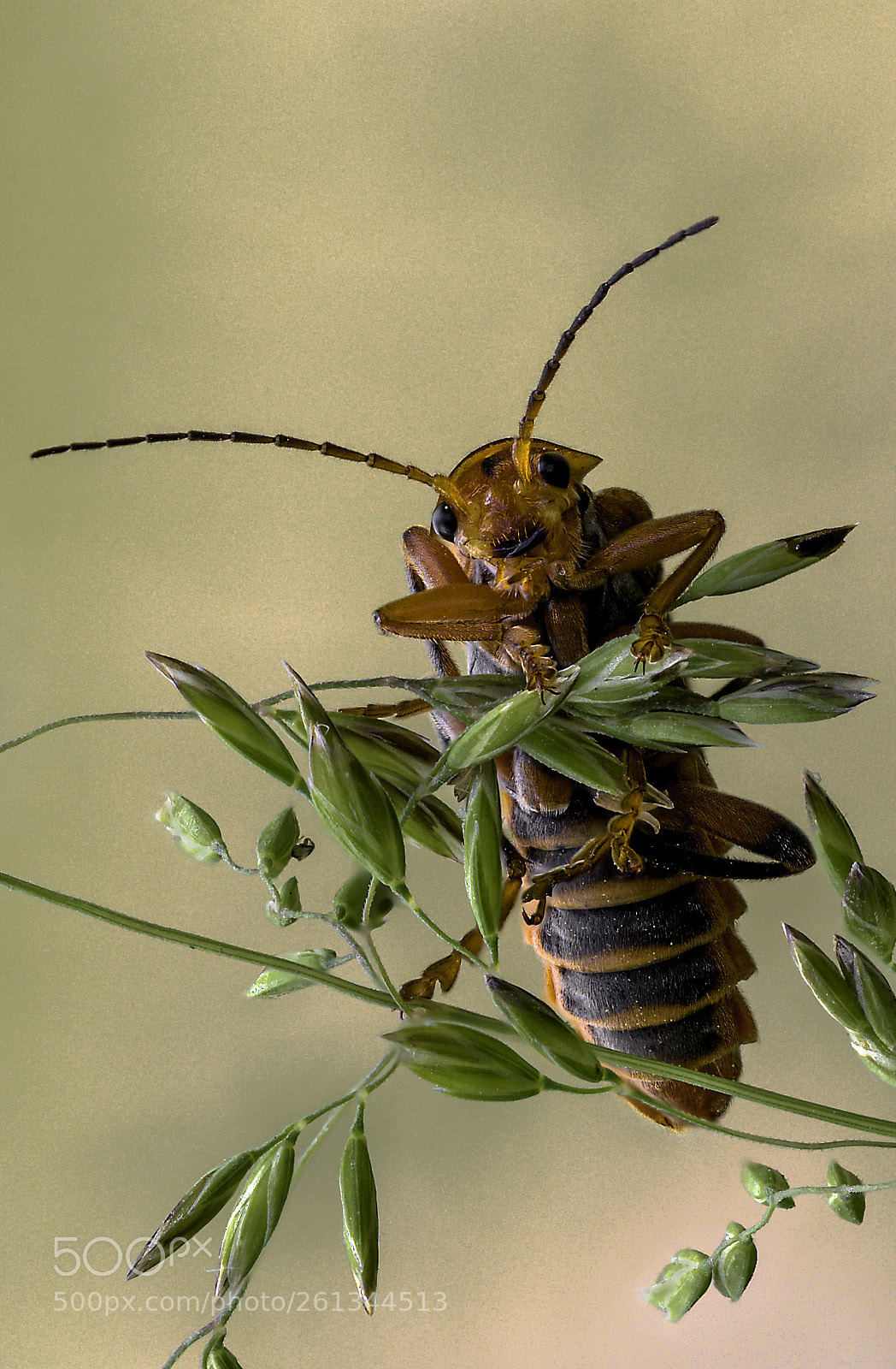 Olympus OM-D E-M1 Mark II sample photo. Cantharis fusca #4 photography