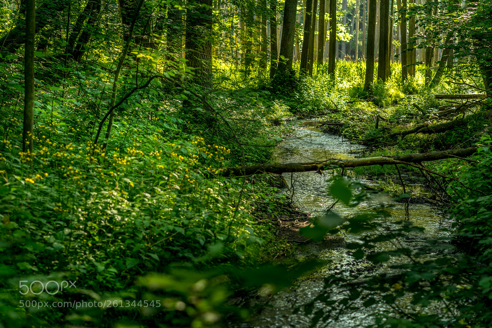 Sony a7R III sample photo. Forest photography