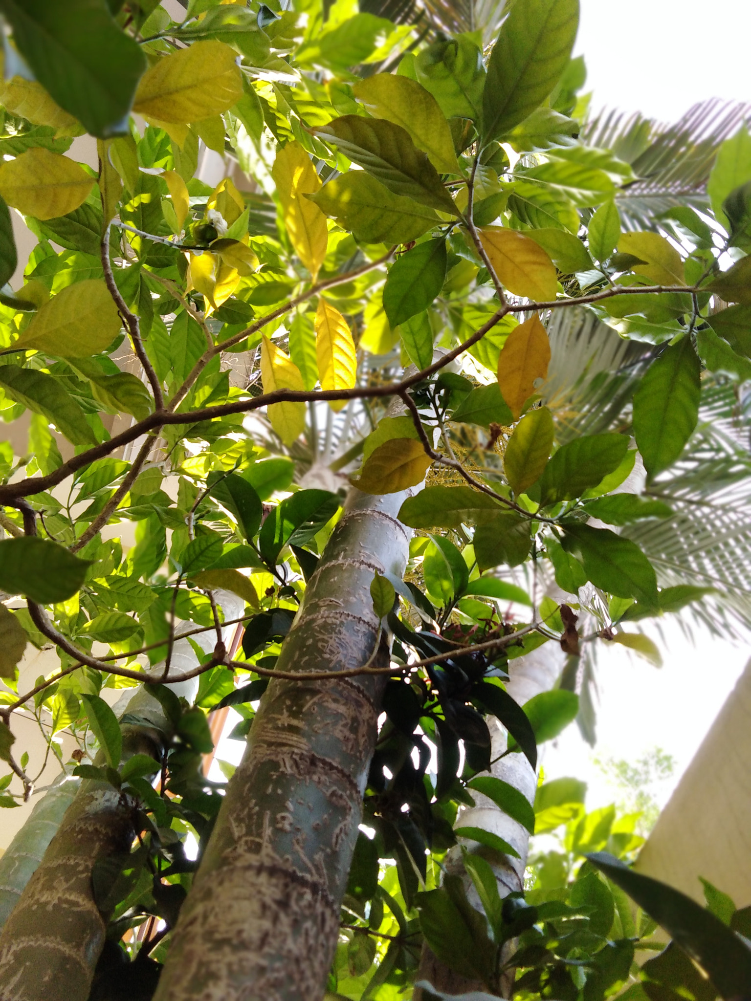 HUAWEI Honor 7C sample photo