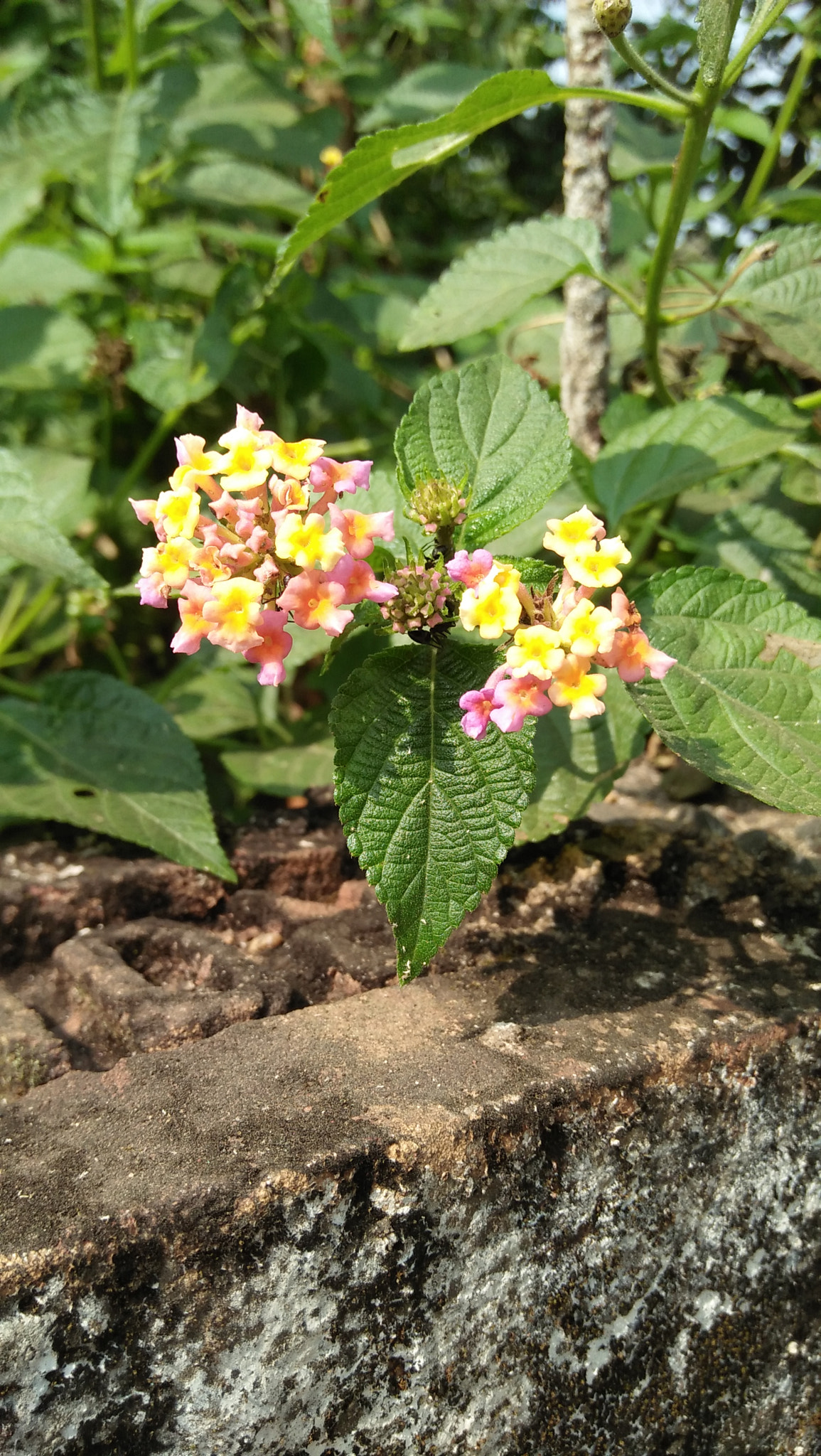 OPPO A37fw-International sample photo