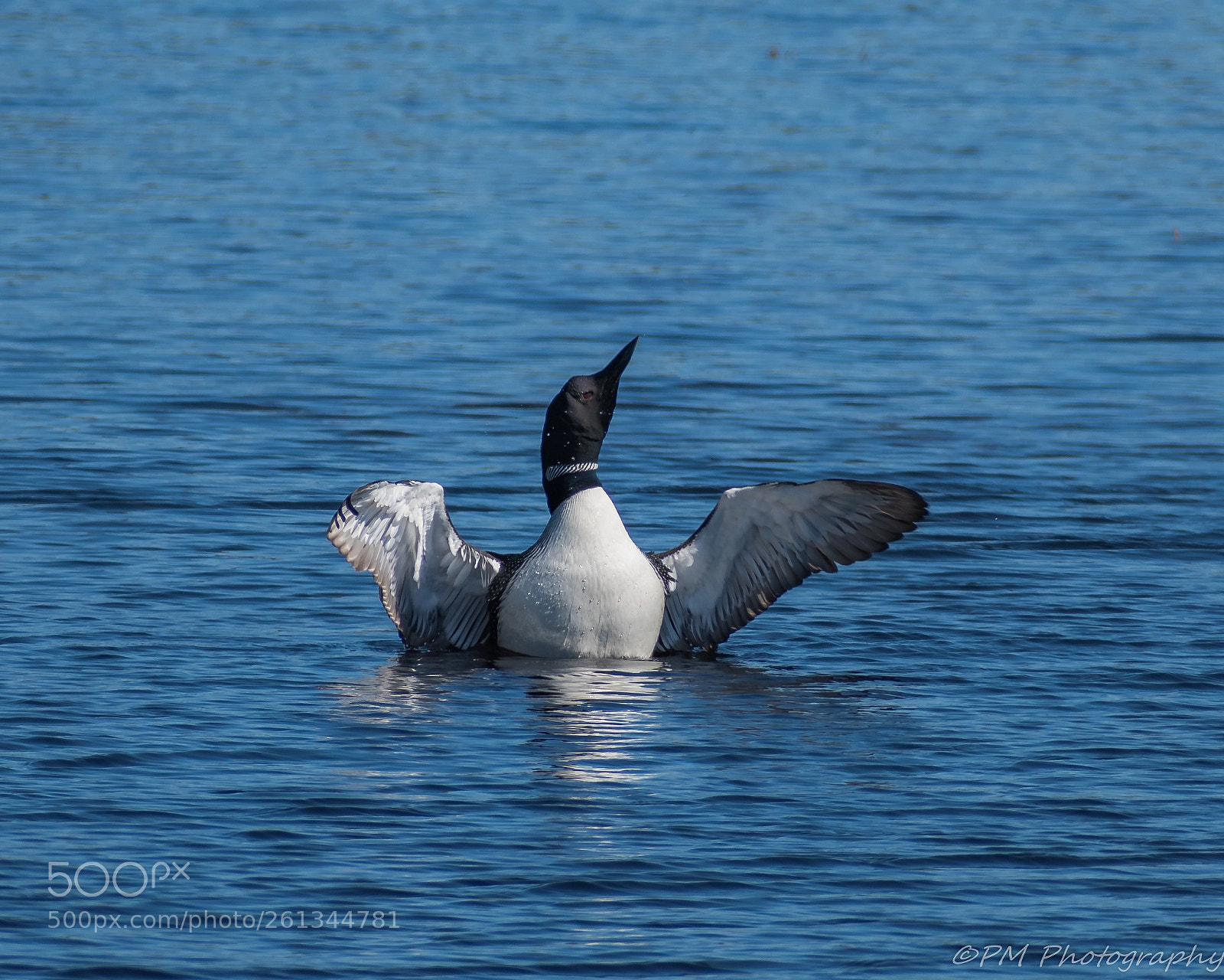 Nikon D500 sample photo. Loon photography
