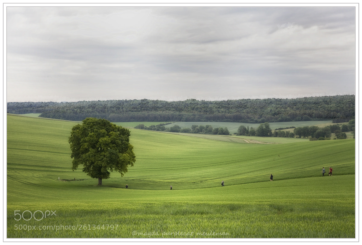 Canon EOS 5D Mark II sample photo. Sacred tree photography