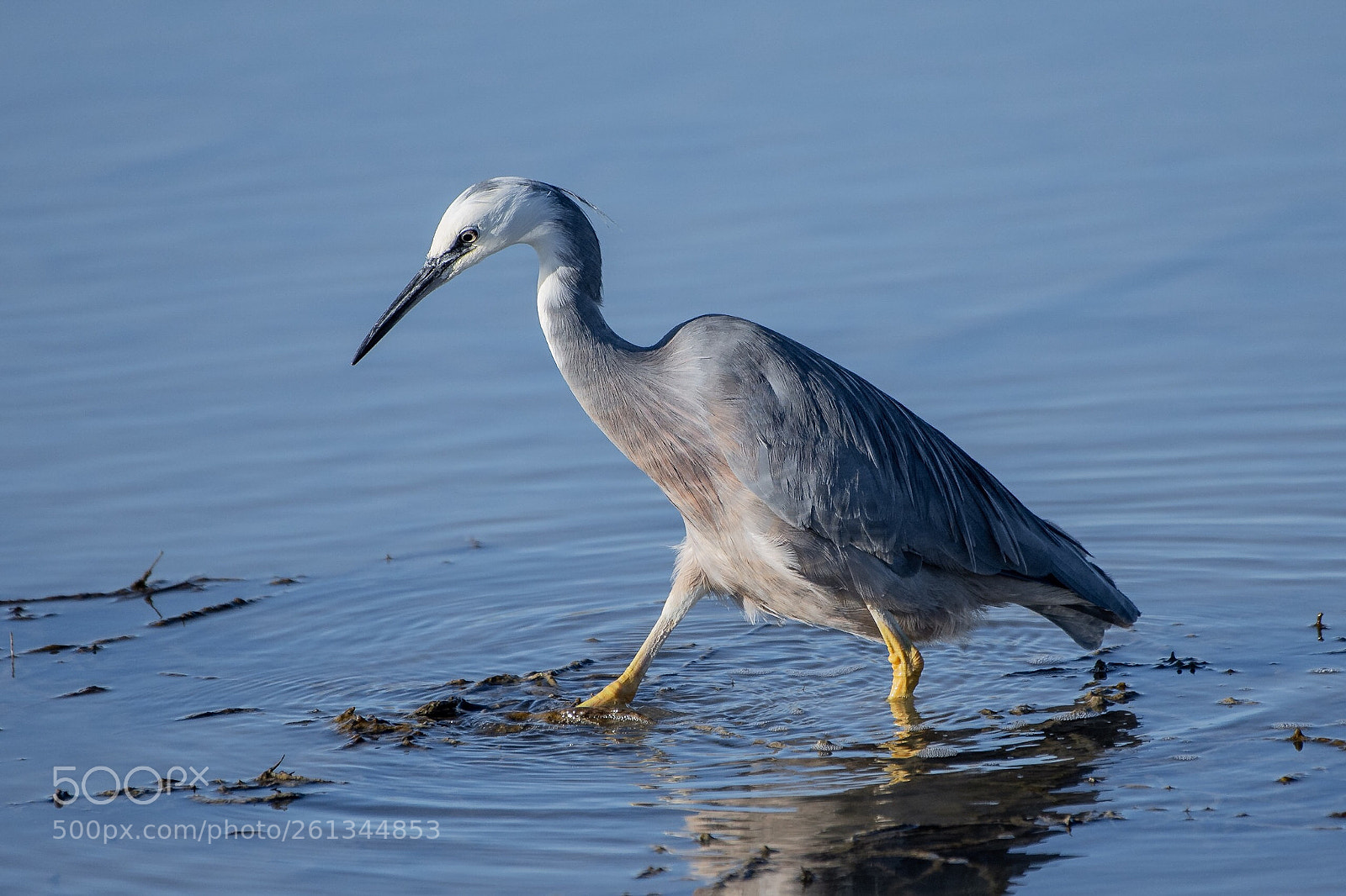 Nikon D500 sample photo. White faced heron matuku photography