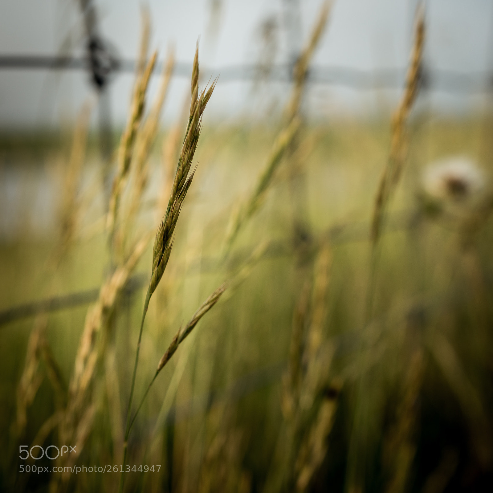 Sony a6500 sample photo. An evening walk... photography