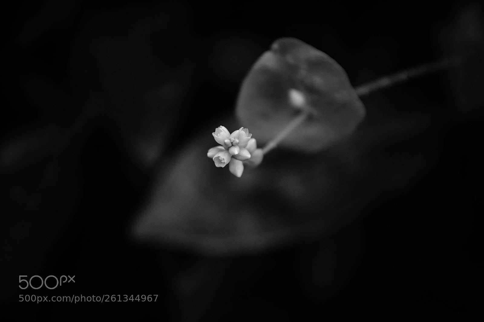 Nikon D5200 sample photo. Untitled photography