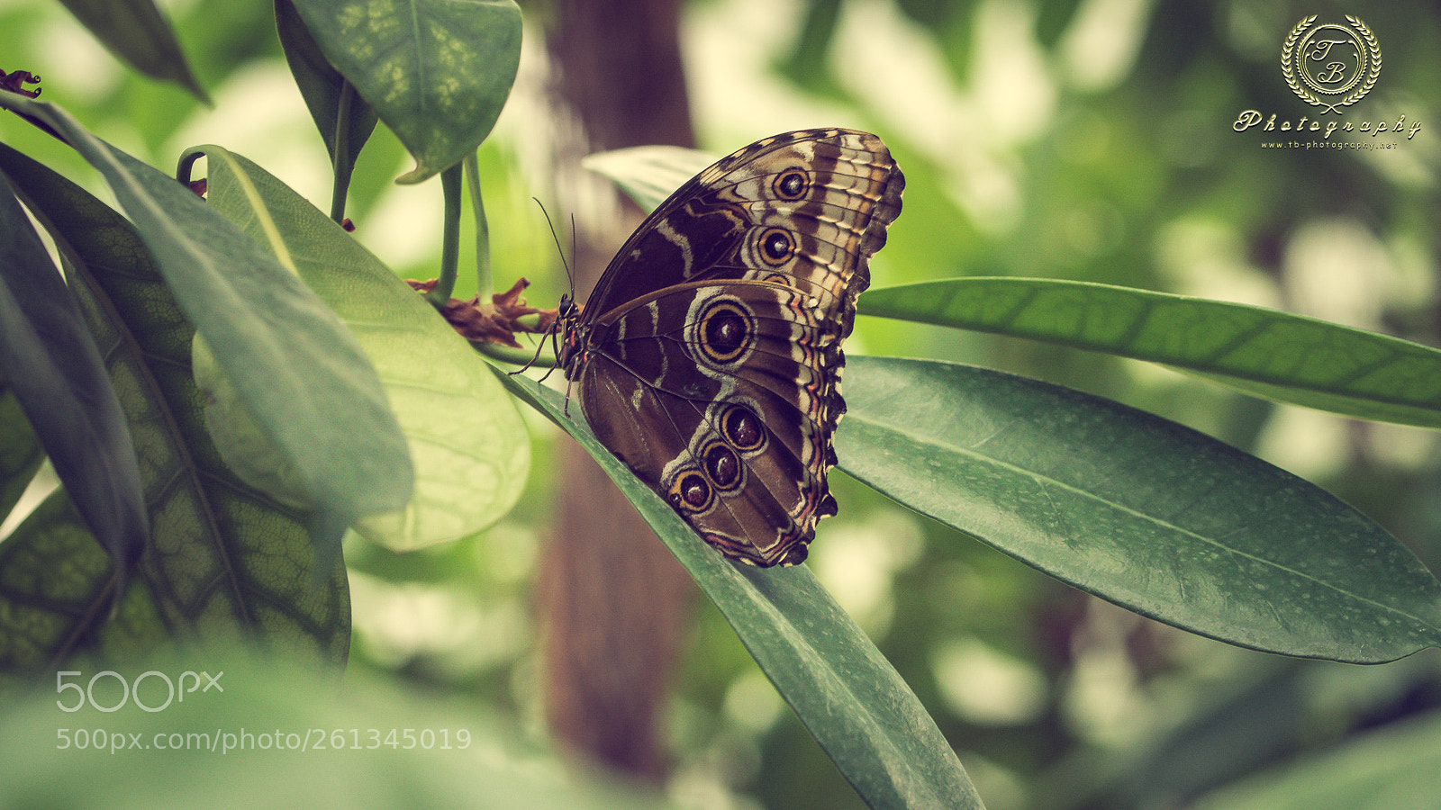 Nikon D7200 sample photo. Blau brauner schmetterling photography