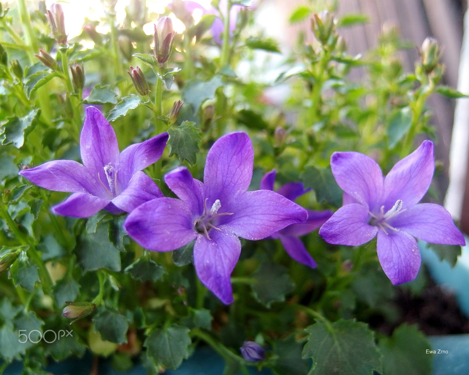 Olympus XZ-2 iHS sample photo. Three bellflowers. photography