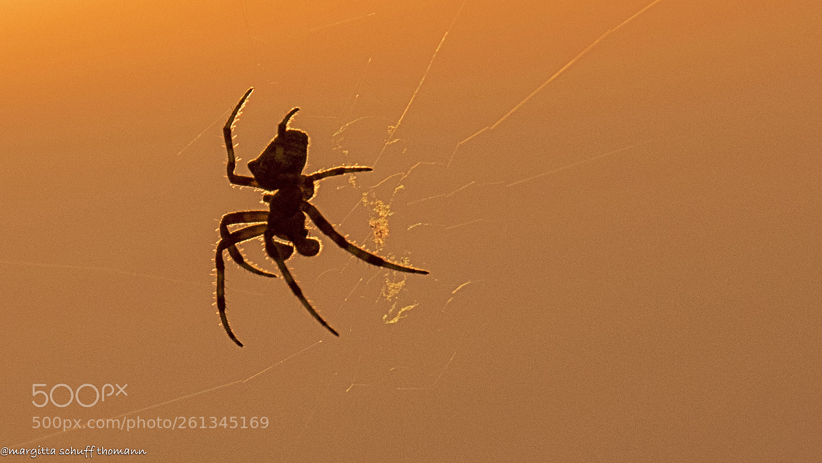Canon EOS 7D Mark II sample photo. Spider at sundown ... photography