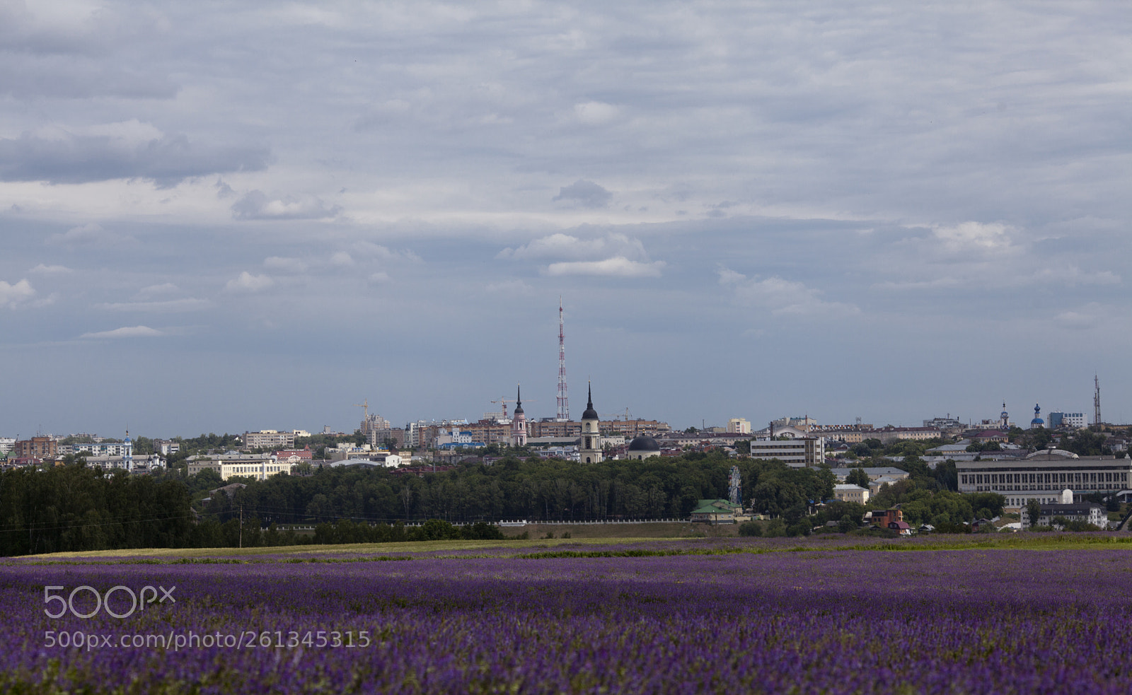 Canon EOS 5D Mark II sample photo. Alfalfa photography