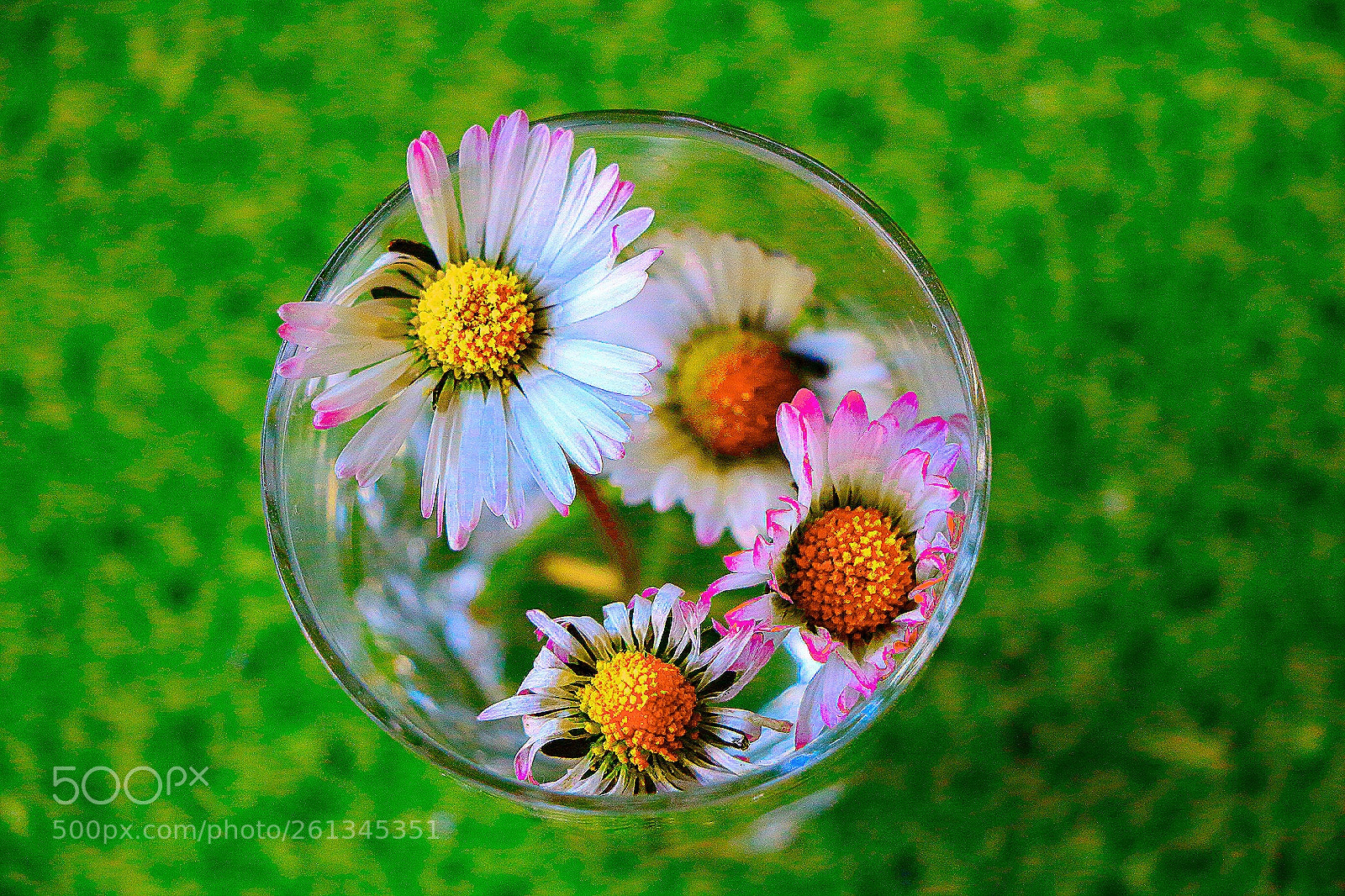 Canon EOS 700D (EOS Rebel T5i / EOS Kiss X7i) sample photo. Flower power photography