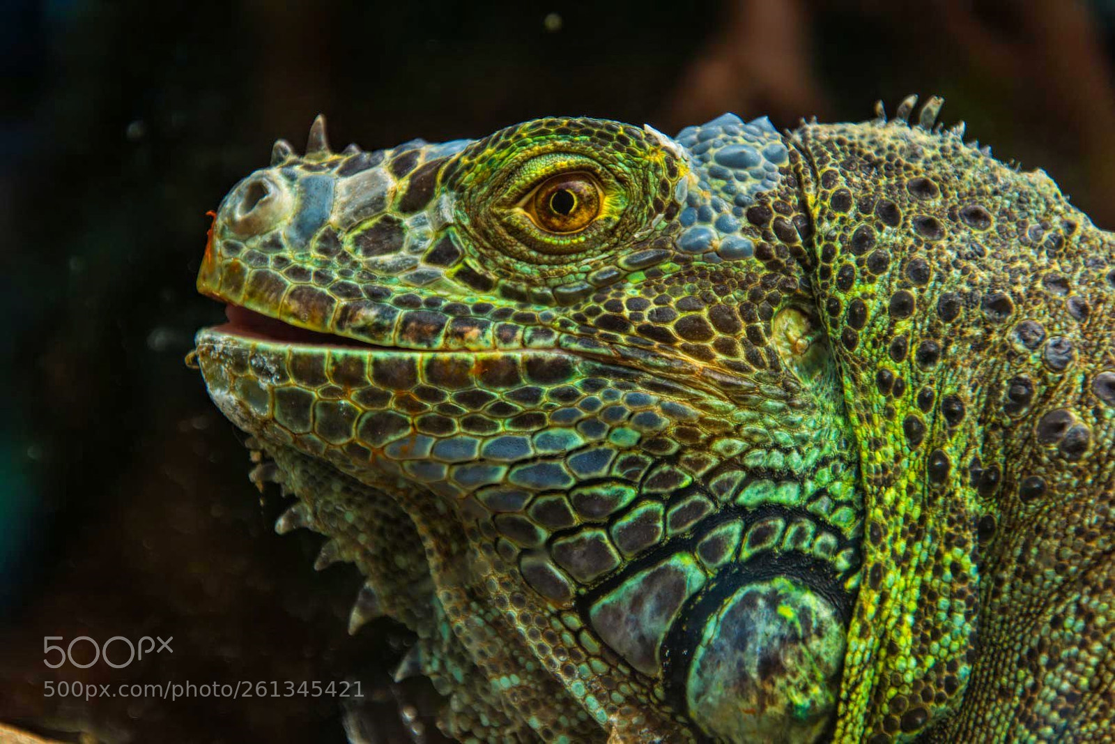 Nikon D7100 sample photo. Green iguana photography