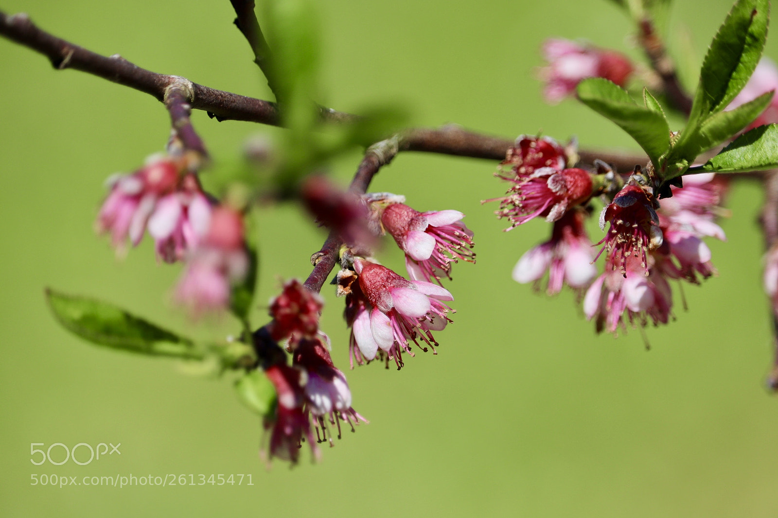 Canon EOS 77D (EOS 9000D / EOS 770D) sample photo. Cherry blossom photography