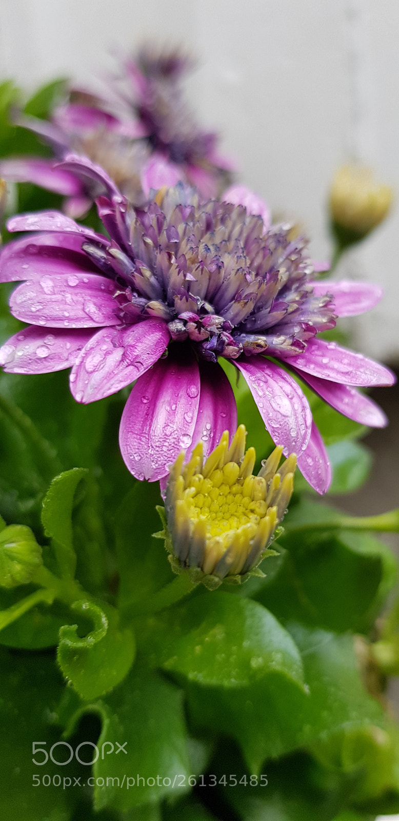 Samsung Galaxy S8 sample photo. Rain drops photography