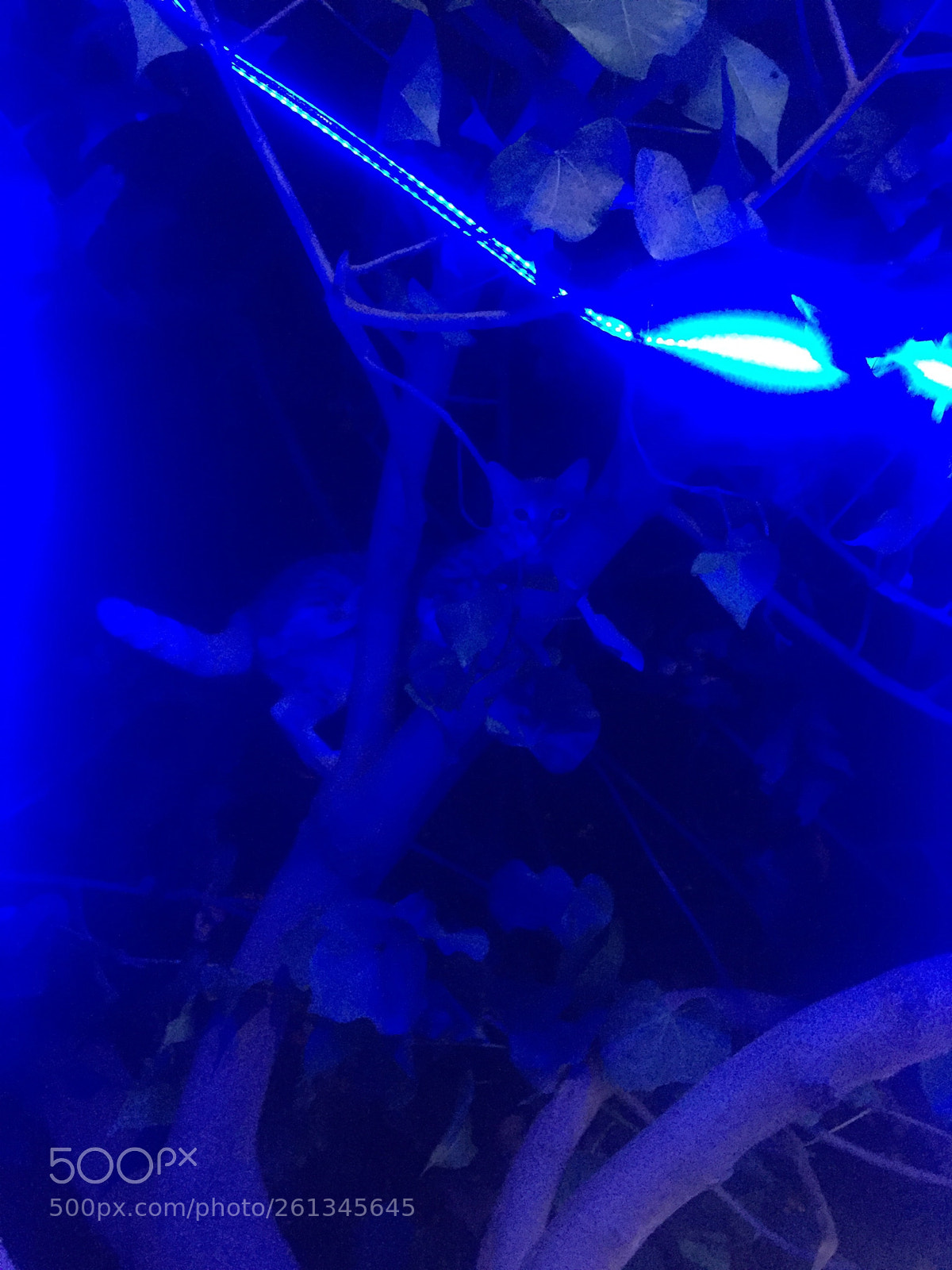 Apple iPhone 6 sample photo. Untitled photography