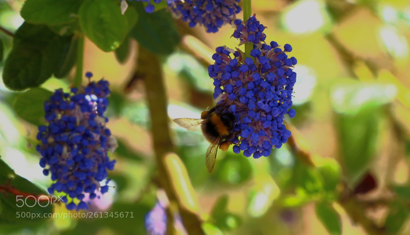 Canon EOS 700D (EOS Rebel T5i / EOS Kiss X7i) sample photo. The bee photography