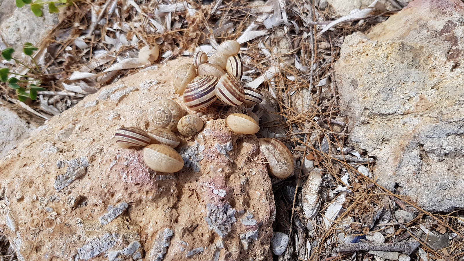 Samsung Galaxy S8 sample photo. Snails photography