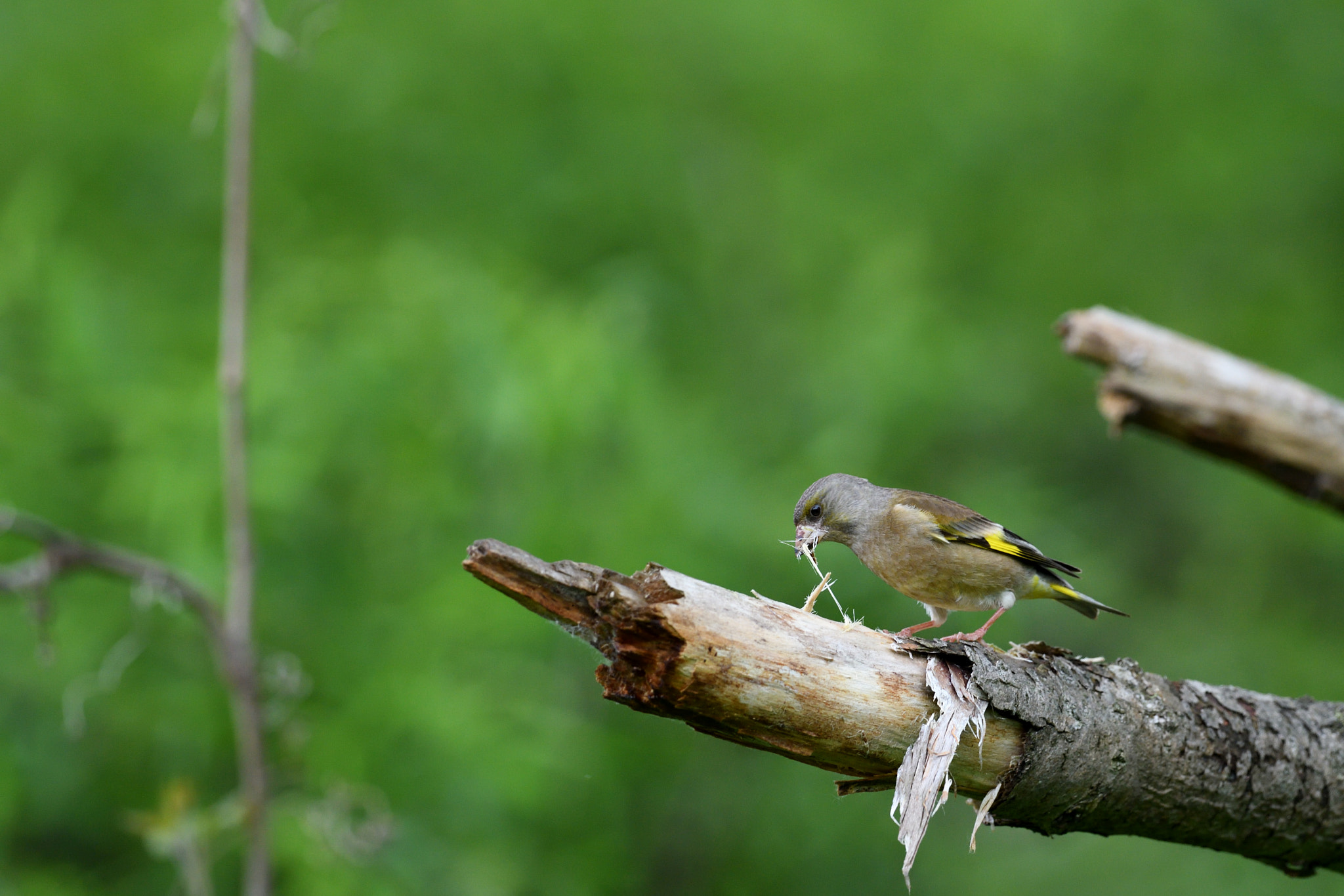 Nikon D500 sample photo. Oriental greenfinch photography