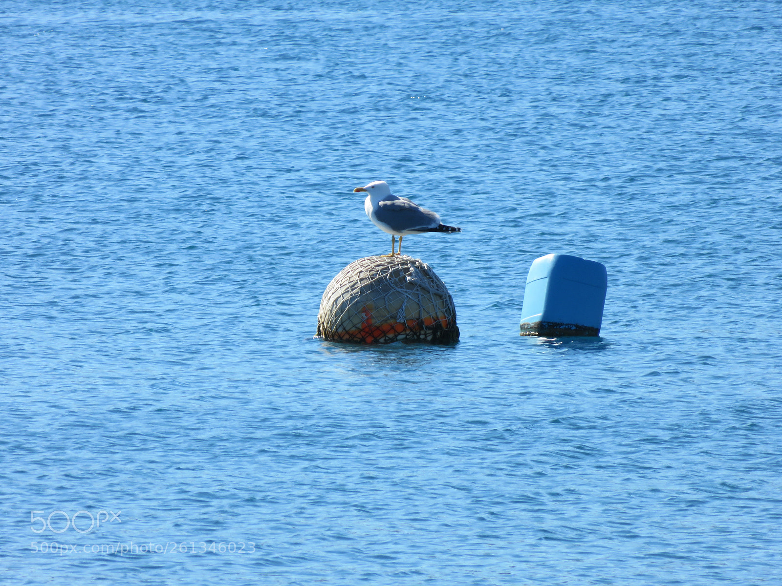 Canon PowerShot SX710 HS sample photo. Seagull photography