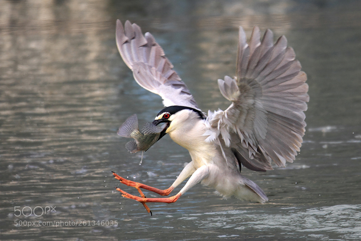 Canon EOS 7D sample photo. Braking photography