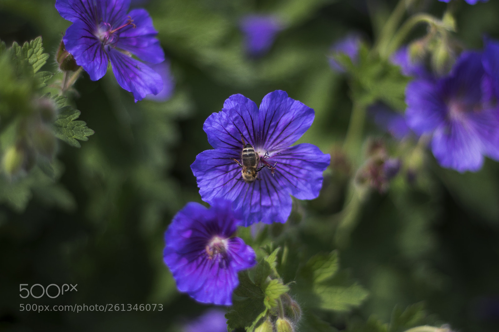 Canon EOS 80D sample photo. Bee. photography