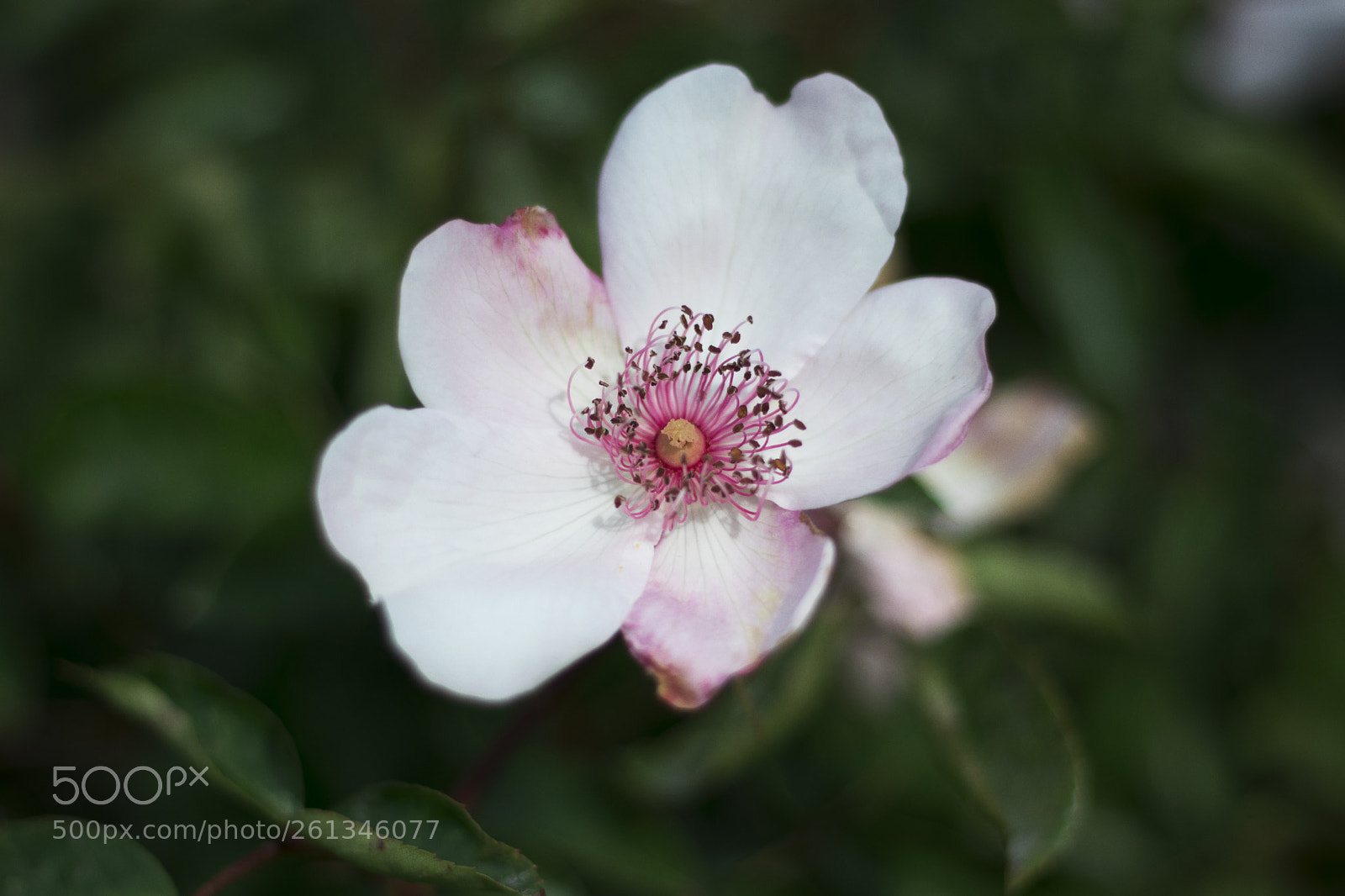 Canon EOS 80D sample photo. Flower. photography