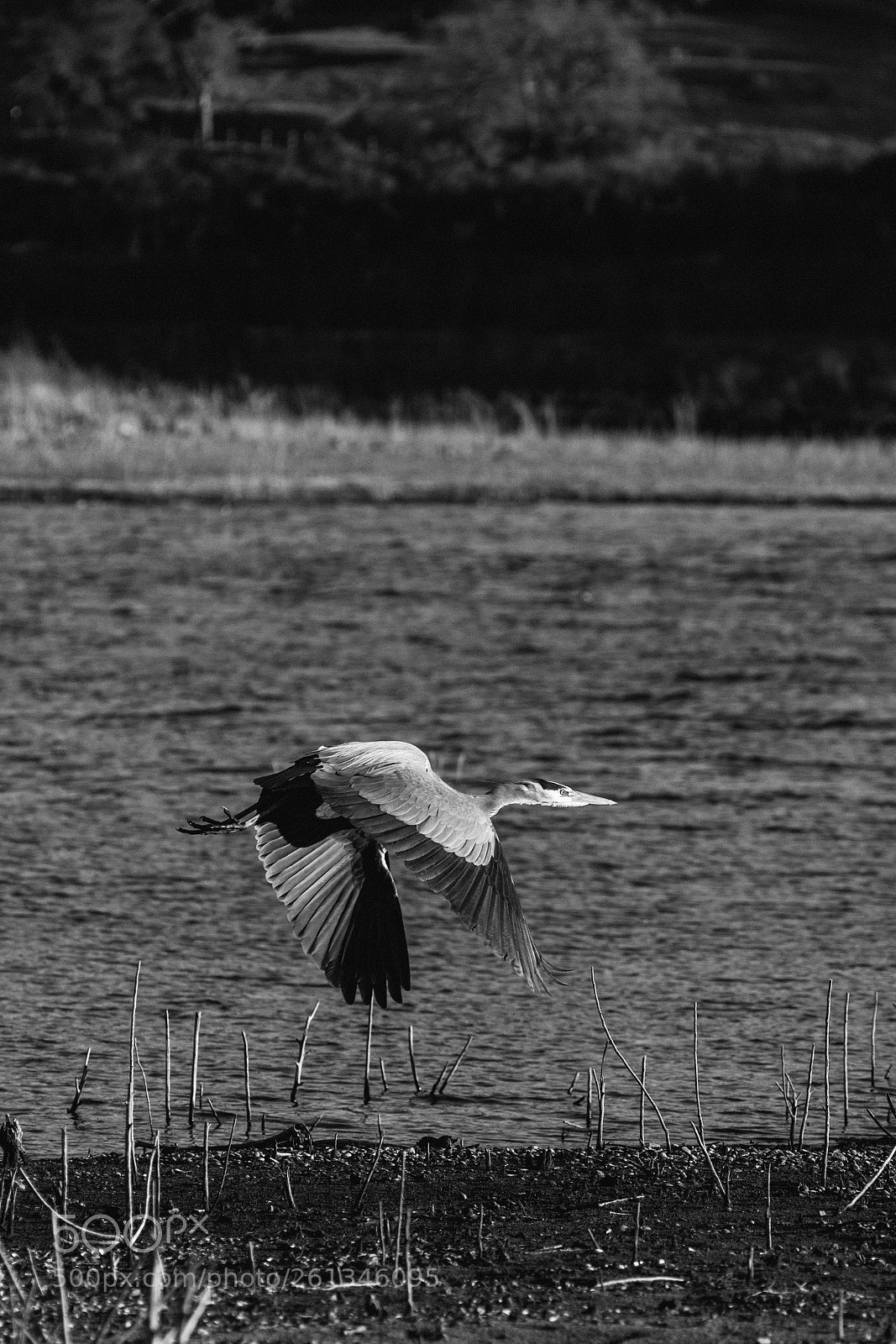 Nikon D800 sample photo. Birds at lopez lake photography