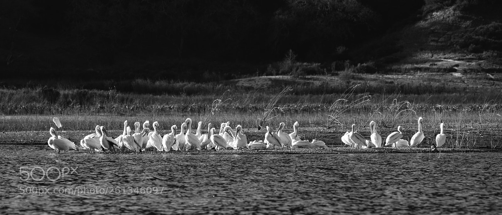 Nikon D800 sample photo. Birds at lopez lake photography