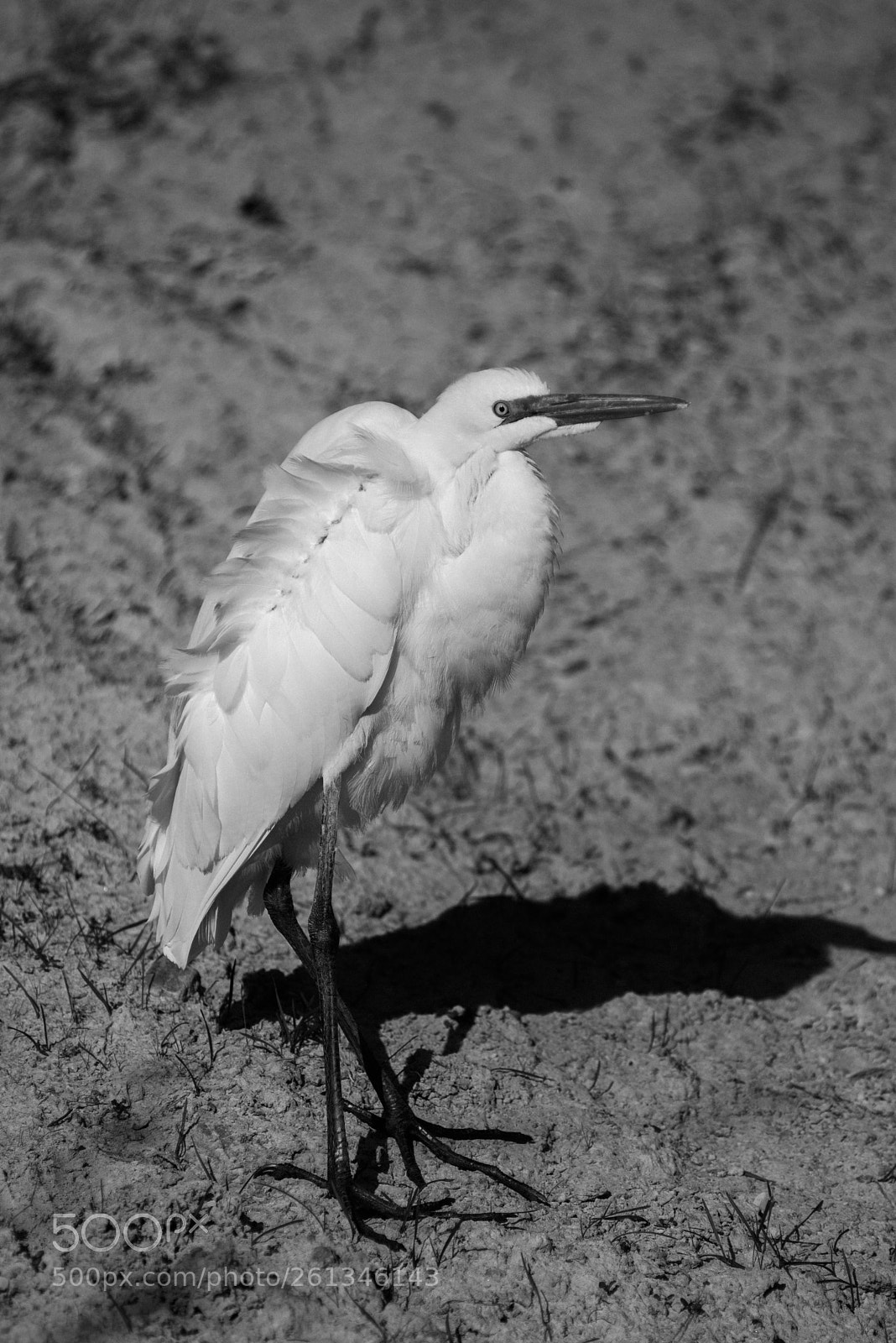 Nikon D800 sample photo. Birds at lopez lake photography