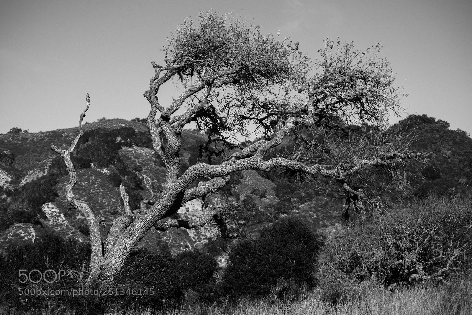 Nikon D800 sample photo. Tree at lopez lake photography