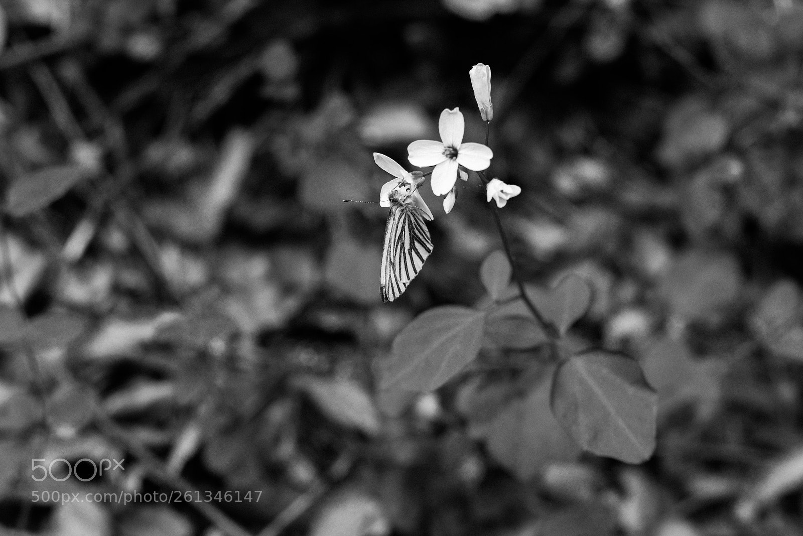 Nikon D800 sample photo. Butterfly at big falls photography