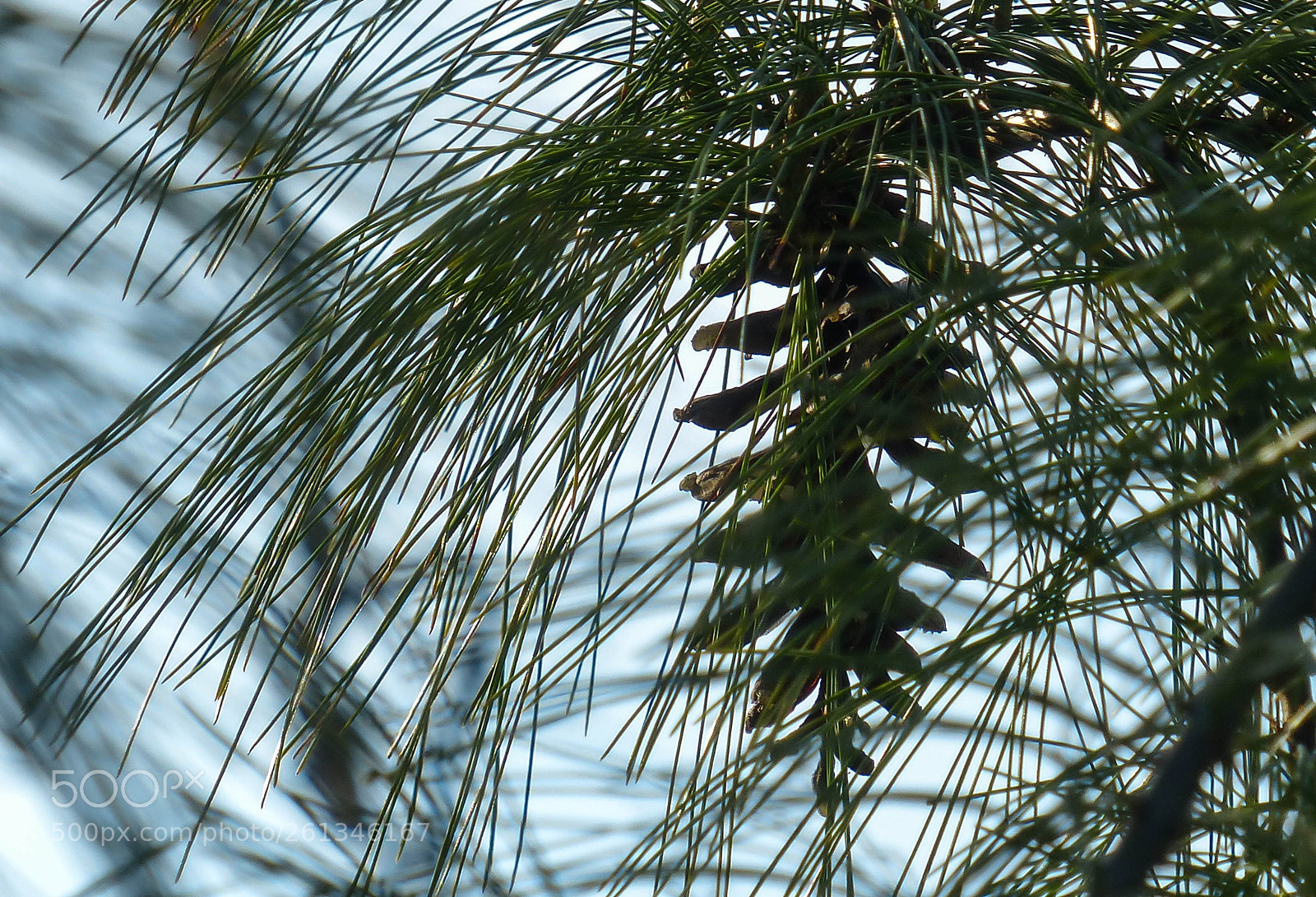 Panasonic Lumix DMC-FZ200 sample photo. Veiled photography