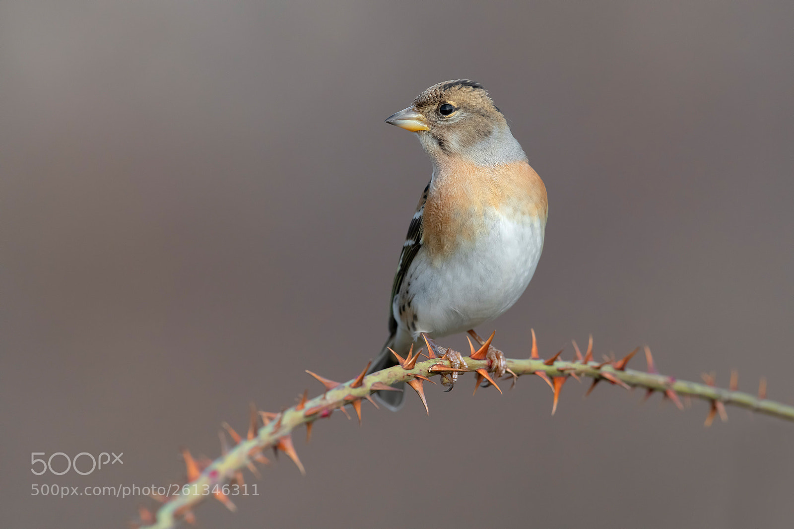 Nikon D850 sample photo. Brambling photography