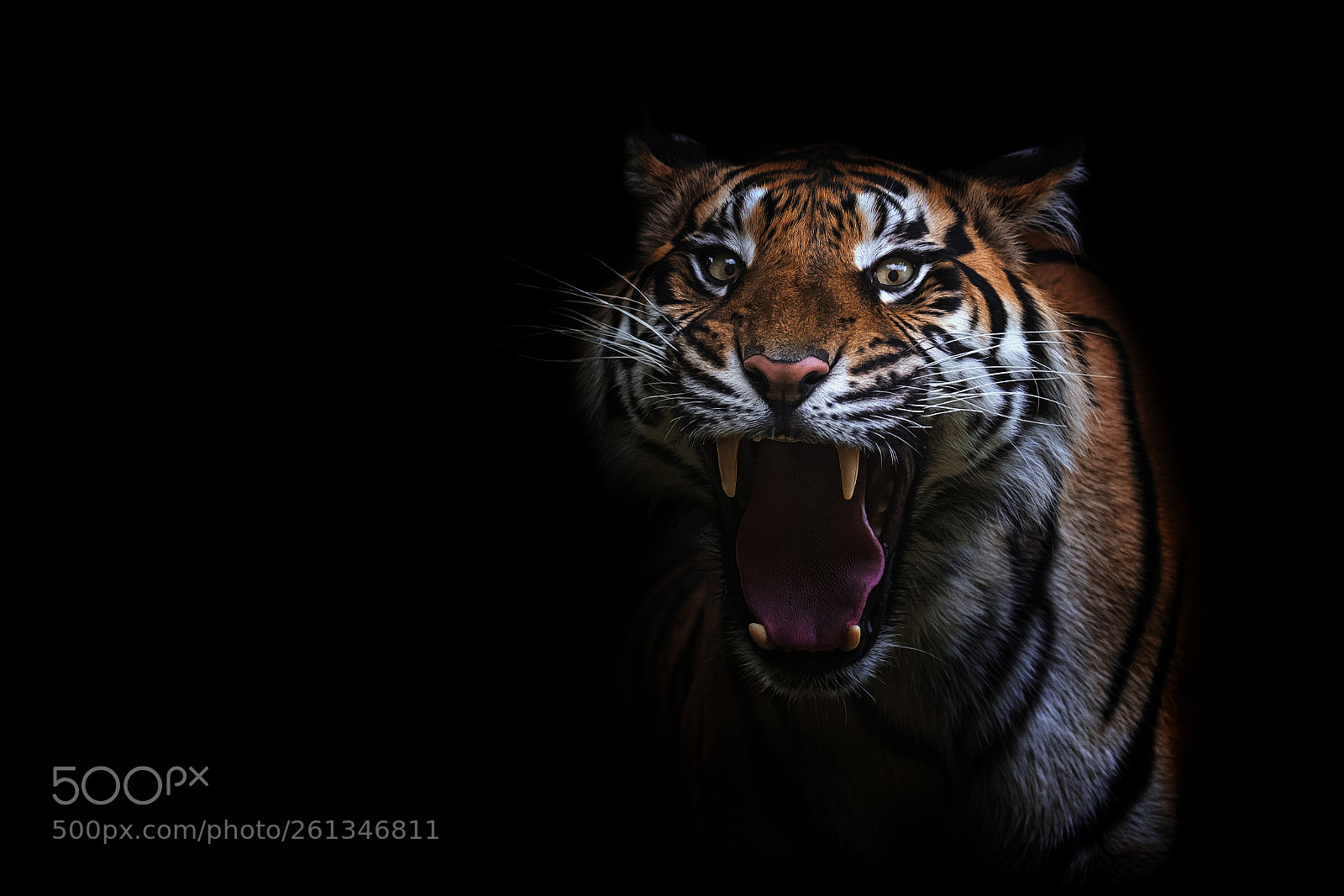 Nikon D750 sample photo. Sumatran tiger photography