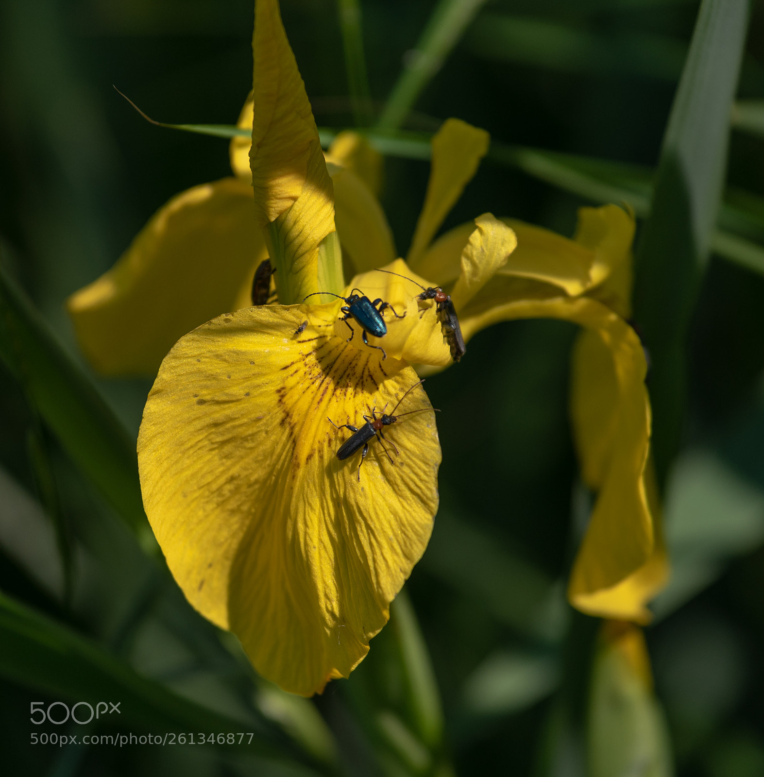Nikon D750 sample photo. Favorite with insects photography