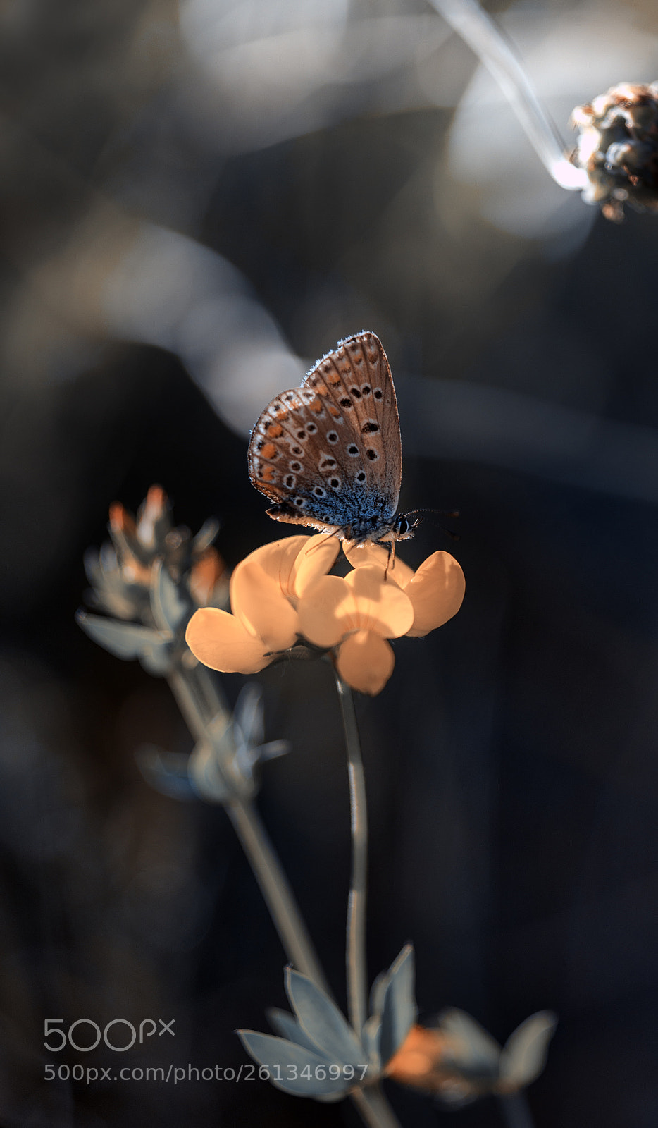 Nikon D610 sample photo. " between light and shadows " photography